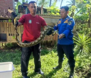 Ular Piton Mangsa 8 Ayam, Damkarmat Banyuwangi Bergerak Cepat Amankan Lokasi