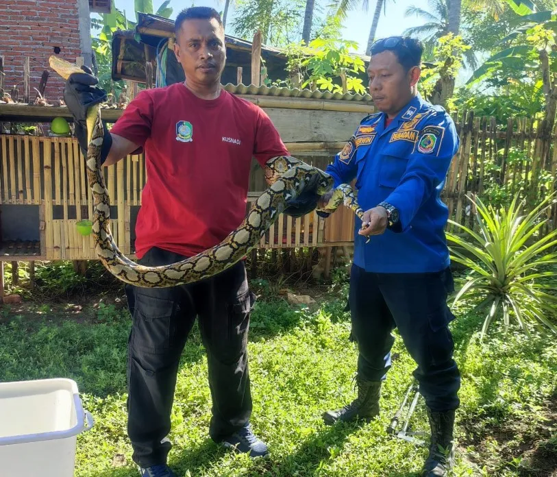 Ular Piton Mangsa 8 Ayam, Damkarmat Banyuwangi Bergerak Cepat Amankan Lokasi