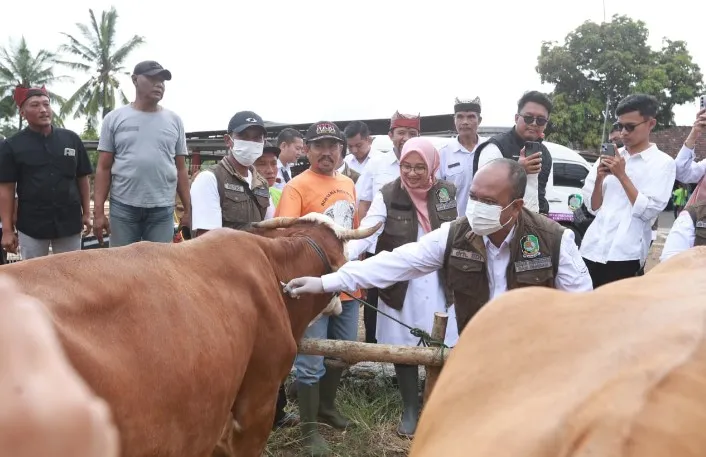 Idul Adha 2025: Banyuwangi Penuhi Kebutuhan Hewan Kurban Nasional dengan Stok Melimpah