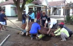 Doa dan Harapan Gus Makki Iringi Penyembelihan Sapi Kurban Presiden RI dan Kapolri