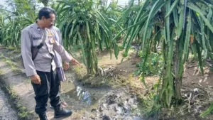 Pria Pencari Rumput Ditemukan Meninggal di Sawah Purwoharjo