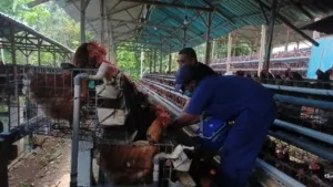 Vaksinasi Flu Burung di Songgon Sasar 5.000 Ekor Ayam Petelur