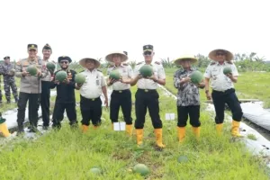 Wabup Mujiono Bersama Kakanwil dan Kalapas se-Jatim Panen Raya Semangka di Banyuwangi