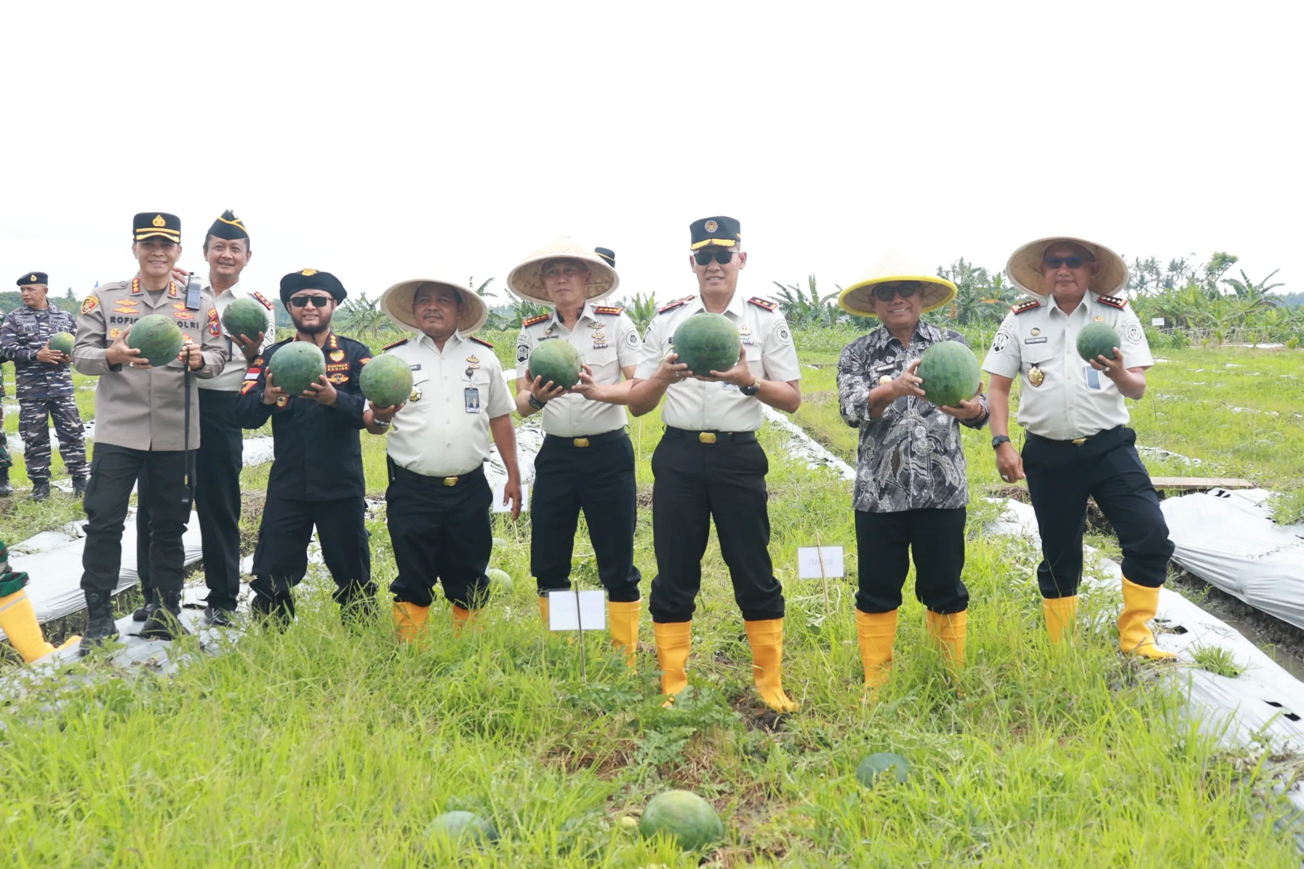 Wabup Mujiono Bersama Kakanwil dan Kalapas se-Jatim Panen Raya Semangka di Banyuwangi
