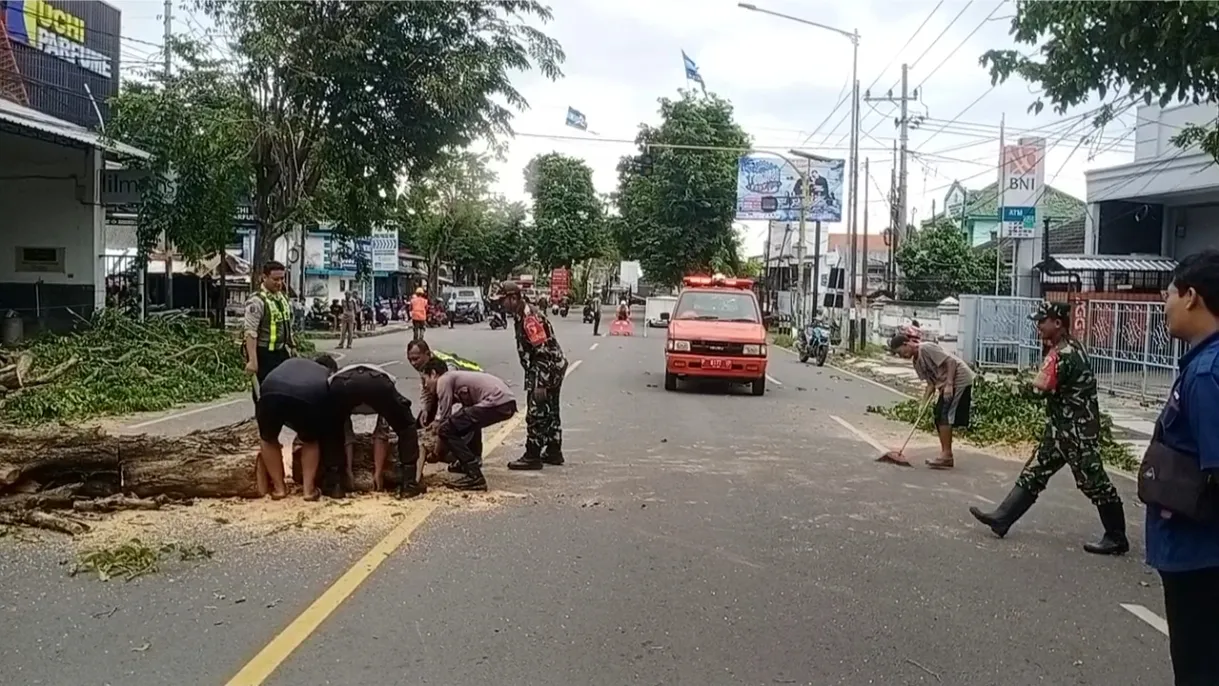Pohon Sonokeling Tumbang, Akses Jalan Protokol Rogojampi Sempat Lumpuh