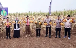 Bersama Bupati Ipuk, Gubernur dan Kapolda Jatim Panen Raya Jagung di Banyuwangi