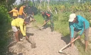 Babinsa Posramil 24 Siliragung Bersama Masyarakat, Gotong Royong Bangun Akses Jalan Pertanian