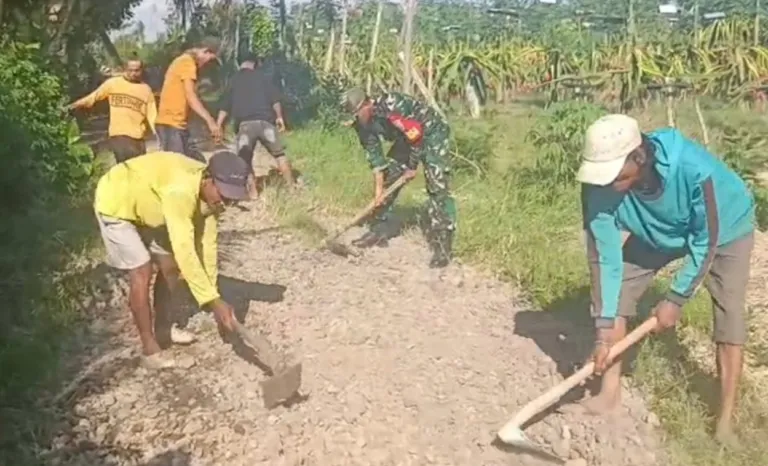 Babinsa Posramil 24 Siliragung Bersama Masyarakat, Gotong Royong Bangun Akses Jalan Pertanian