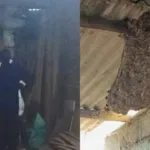 Damkarmat Banyuwangi Evakuasi Sarang Tawon Vespa di Bangsring